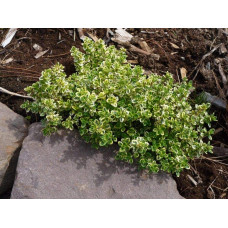 Чебрець лимонний Варієгата | Thymus citriodorus Variegata | Тимьян лимонный Вариегата