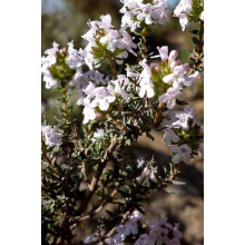 Чебрець звичайний `Фредо` | Thymus vulgaris `Fredo` | Тимьян обыкновенный `Фредо`