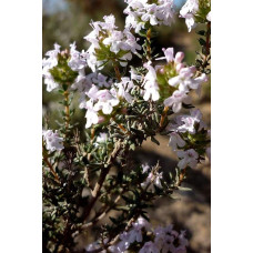 Чебрець звичайний `Фредо` | Thymus vulgaris `Fredo` | Тимьян обыкновенный `Фредо`