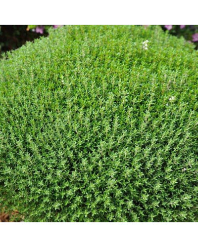 Чебрець звичайний `Фредо` | Thymus vulgaris `Fredo` | Тимьян обыкновенный `Фредо`