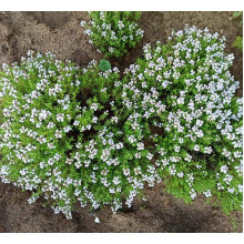 Чебрець звичайний `Фредо` | Thymus vulgaris `Fredo` | Тимьян обыкновенный `Фредо`