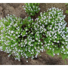 Чебрець звичайний `Фредо` | Thymus vulgaris `Fredo` | Тимьян обыкновенный `Фредо`