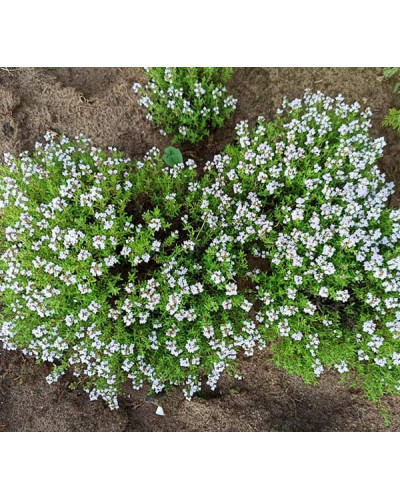 Чебрець звичайний `Фредо` | Thymus vulgaris `Fredo` | Тимьян обыкновенный `Фредо`