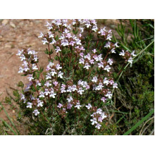 Чебрець звичайний `Фредо` | Thymus vulgaris `Fredo` | Тимьян обыкновенный `Фредо`