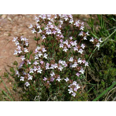 Чебрець звичайний `Фредо` | Thymus vulgaris `Fredo` | Тимьян обыкновенный `Фредо`