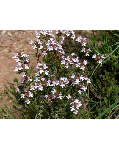 Чебрець звичайний `Фредо` | Thymus vulgaris `Fredo` | Тимьян обыкновенный `Фредо`