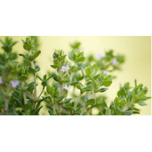 Чебрець звичайний `Фредо` | Thymus vulgaris `Fredo` | Тимьян обыкновенный `Фредо`