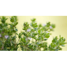 Чебрець звичайний `Фредо` | Thymus vulgaris `Fredo` | Тимьян обыкновенный `Фредо`
