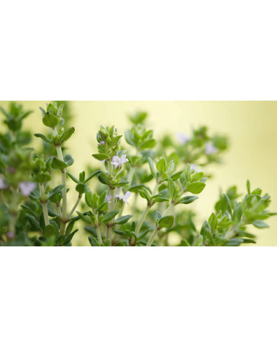 Чебрець звичайний `Фредо` | Thymus vulgaris `Fredo` | Тимьян обыкновенный `Фредо`