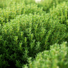Чебрець звичайний `Фредо` | Thymus vulgaris `Fredo` | Тимьян обыкновенный `Фредо`