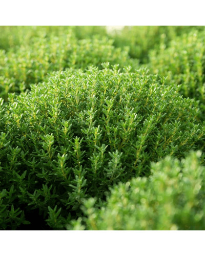 Чебрець звичайний `Фредо` | Thymus vulgaris `Fredo` | Тимьян обыкновенный `Фредо`
