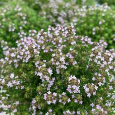 Чебрець звичайний `Фредо` | Thymus vulgaris `Fredo` | Тимьян обыкновенный `Фредо`