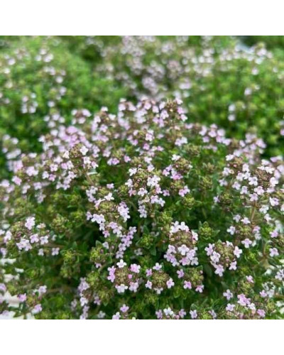 Чебрець звичайний `Фредо` | Thymus vulgaris `Fredo` | Тимьян обыкновенный `Фредо`