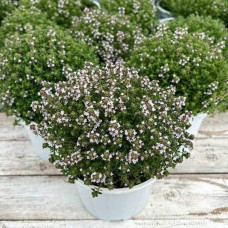 Чебрець звичайний `Фредо` | Thymus vulgaris `Fredo` | Тимьян обыкновенный `Фредо`