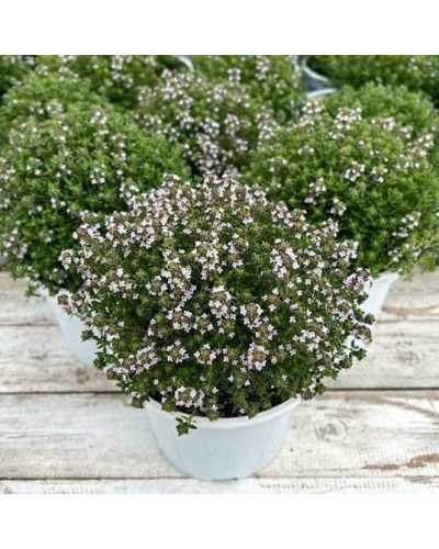 Чебрець звичайний `Фредо` | Thymus vulgaris `Fredo` | Тимьян обыкновенный `Фредо`