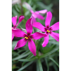 Флокс шиловидний Теміскамінг (малиновий) | Phlox subulata ’Temiscaming’ | Флокс шиловидный Темискаминг (малиновый)