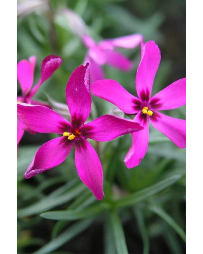 Флокс шиловидний Теміскамінг (малиновий) | Phlox subulata ’Temiscaming’ | Флокс шиловидный Темискаминг (малиновый)