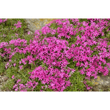 Флокс шиловидний Теміскамінг (малиновий) | Phlox subulata ’Temiscaming’ | Флокс шиловидный Темискаминг (малиновый)