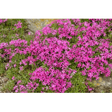Флокс шиловидний Теміскамінг (малиновий) | Phlox subulata ’Temiscaming’ | Флокс шиловидный Темискаминг (малиновый)