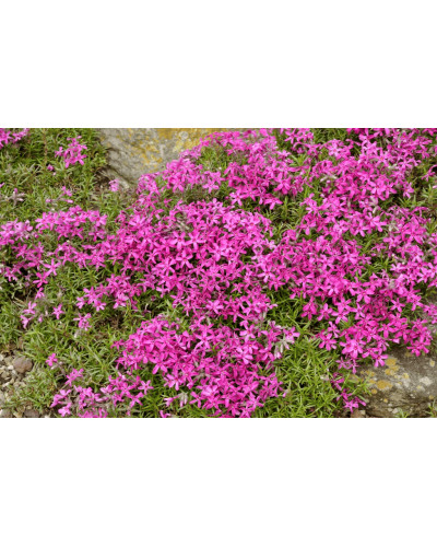 Флокс шиловидний Теміскамінг (малиновий) | Phlox subulata ’Temiscaming’ | Флокс шиловидный Темискаминг (малиновый)