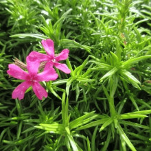 Флокс шиловидний Теміскамінг (малиновий) | Phlox subulata ’Temiscaming’ | Флокс шиловидный Темискаминг (малиновый)