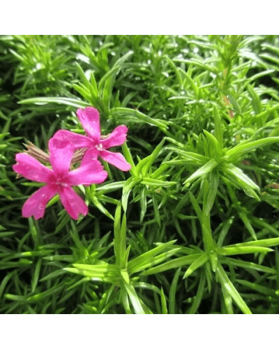 Флокс шиловидний Теміскамінг (малиновий) | Phlox subulata ’Temiscaming’ | Флокс шиловидный Темискаминг (малиновый)