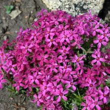 Флокс шиловидний Теміскамінг (малиновий) | Phlox subulata ’Temiscaming’ | Флокс шиловидный Темискаминг (малиновый)