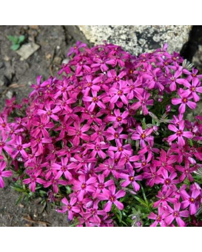 Флокс шиловидний Теміскамінг (малиновий) | Phlox subulata ’Temiscaming’ | Флокс шиловидный Темискаминг (малиновый)