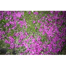 Флокс шиловидний Теміскамінг (малиновий) | Phlox subulata ’Temiscaming’ | Флокс шиловидный Темискаминг (малиновый)
