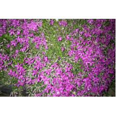 Флокс шиловидний Теміскамінг (малиновий) | Phlox subulata ’Temiscaming’ | Флокс шиловидный Темискаминг (малиновый)