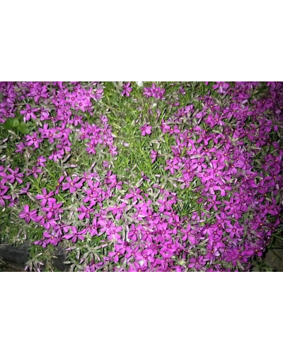 Флокс шиловидний Теміскамінг (малиновий) | Phlox subulata ’Temiscaming’ | Флокс шиловидный Темискаминг (малиновый)