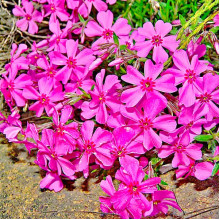 Флокс шиловидний Теміскамінг (малиновий) | Phlox subulata ’Temiscaming’ | Флокс шиловидный Темискаминг (малиновый)