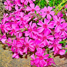 Флокс шиловидний Теміскамінг (малиновий) | Phlox subulata ’Temiscaming’ | Флокс шиловидный Темискаминг (малиновый)