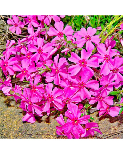 Флокс шиловидний Теміскамінг (малиновий) | Phlox subulata ’Temiscaming’ | Флокс шиловидный Темискаминг (малиновый)
