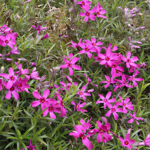 Флокс шиловидний Теміскамінг (малиновий) | Phlox subulata ’Temiscaming’ | Флокс шиловидный Темискаминг (малиновый)