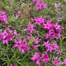 Флокс шиловидний Теміскамінг (малиновий) | Phlox subulata ’Temiscaming’ | Флокс шиловидный Темискаминг (малиновый)