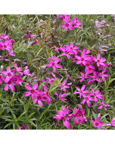 Флокс шиловидний Теміскамінг (малиновий) | Phlox subulata ’Temiscaming’ | Флокс шиловидный Темискаминг (малиновый)