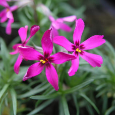 Флокс шиловидний Теміскамінг (малиновий) | Phlox subulata ’Temiscaming’ | Флокс шиловидный Темискаминг (малиновый)