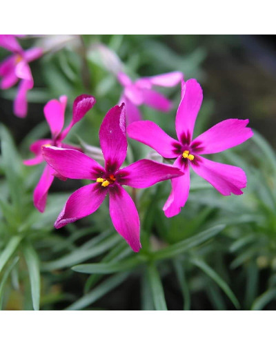 Флокс шиловидний Теміскамінг (малиновий) | Phlox subulata ’Temiscaming’ | Флокс шиловидный Темискаминг (малиновый)
