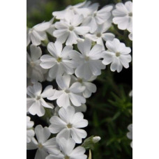 Флокс дугласа ’Айсберг’ | Phlox douglasii ’Iceberg’ | Флокс дугласа ’Айсберг’