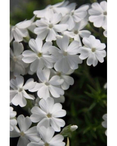 Флокс дугласа ’Айсберг’ | Phlox douglasii ’Iceberg’ | Флокс дугласа ’Айсберг’