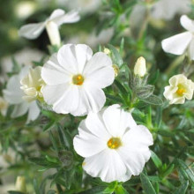 Флокс дугласа ’Айсберг’ | Phlox douglasii ’Iceberg’ | Флокс дугласа ’Айсберг’