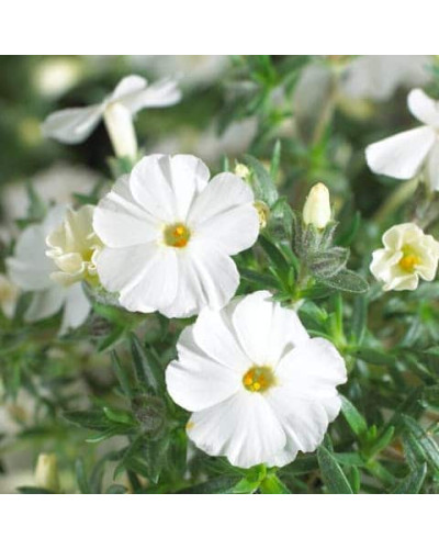 Флокс дугласа ’Айсберг’ | Phlox douglasii ’Iceberg’ | Флокс дугласа ’Айсберг’