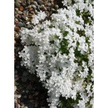 Флокс дугласа ’Айсберг’ | Phlox douglasii ’Iceberg’ | Флокс дугласа ’Айсберг’
