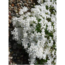 Флокс дугласа ’Айсберг’ | Phlox douglasii ’Iceberg’ | Флокс дугласа ’Айсберг’