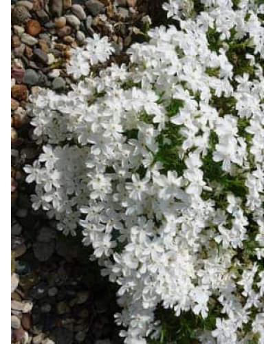 Флокс дугласа ’Айсберг’ | Phlox douglasii ’Iceberg’ | Флокс дугласа ’Айсберг’