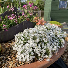 Флокс дугласа ’Айсберг’ | Phlox douglasii ’Iceberg’ | Флокс дугласа ’Айсберг’