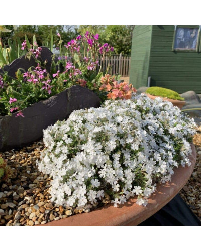 Флокс дугласа ’Айсберг’ | Phlox douglasii ’Iceberg’ | Флокс дугласа ’Айсберг’