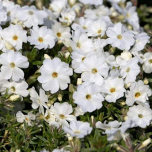Флокс дугласа ’Айсберг’ | Phlox douglasii ’Iceberg’ | Флокс дугласа ’Айсберг’