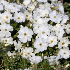 Флокс дугласа ’Айсберг’ | Phlox douglasii ’Iceberg’ | Флокс дугласа ’Айсберг’